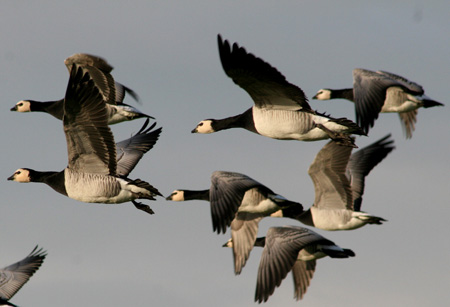 gnse im flug