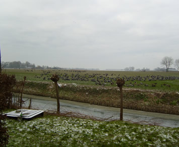 gänse auf der nachbarwiese