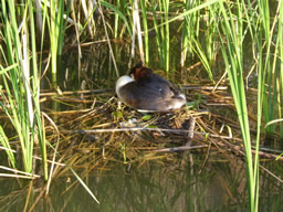 haubentaucher auf dem nest