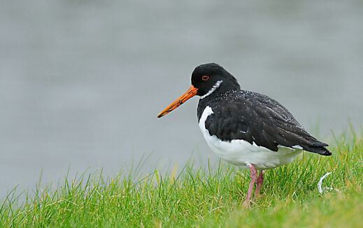 vogelbeobachtung im nationalpark