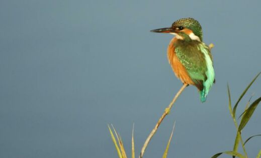 eisvogel