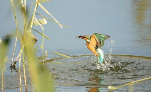 eisvogel mit beute