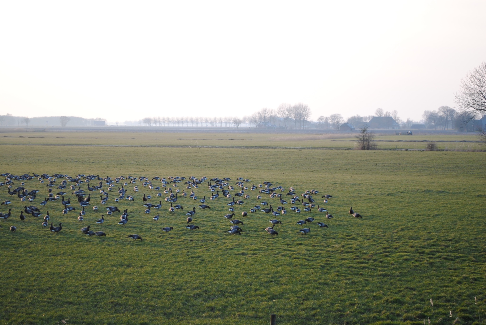 Gänse in der Landschaft