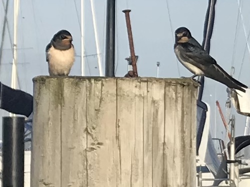 Vogelbeobachtung am Wasser